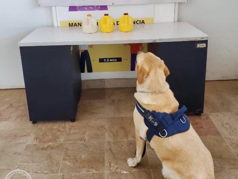 Guardia Nacional decomisa droga en el aeropuerto de Culiacán