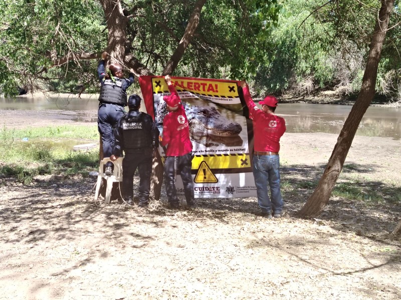 Guasave: ¡Cuidado! Mantienen alerta por cocodrilos en río Sinaloa