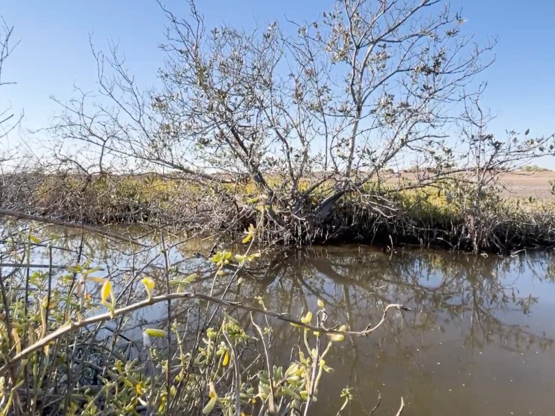Guasave: Libera Profepa flujo de agua hacia manglares de Bellavista