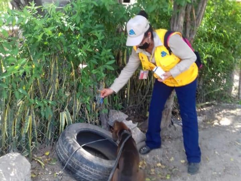 Guasave libra batalla contra mosco transmisor del Dengue