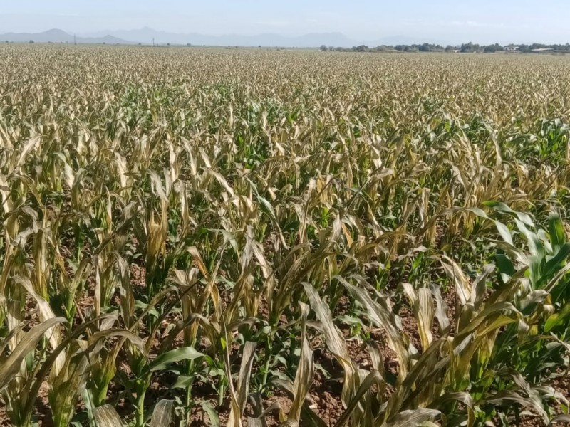 Guasave presenta primeros daños parciales en cultivos de maíz
