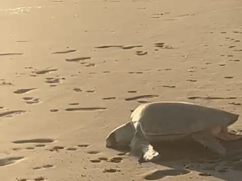 Guasavenses fueron testigos de desove de tortuga marina