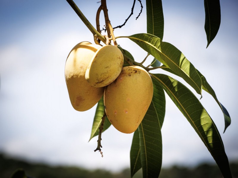 Guerrero, primer productor de mango en México