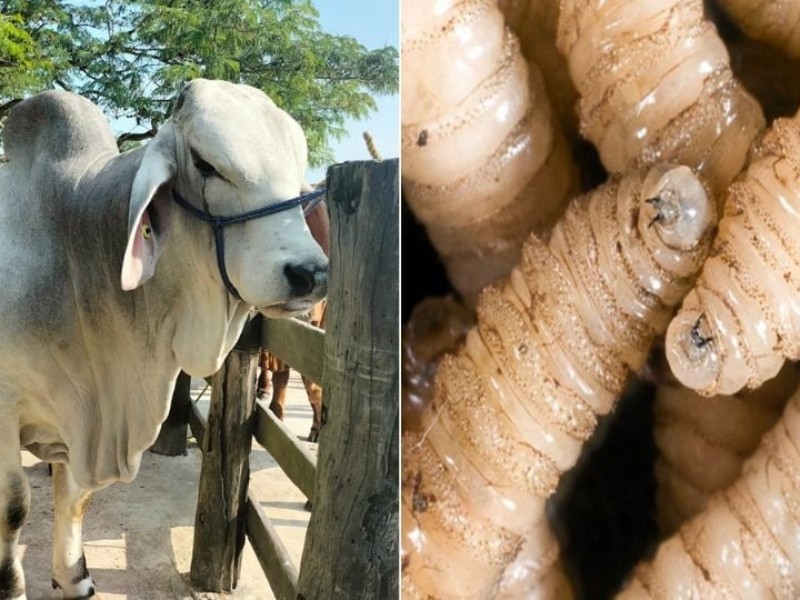 Gusano barrenador amenaza al ganado en México