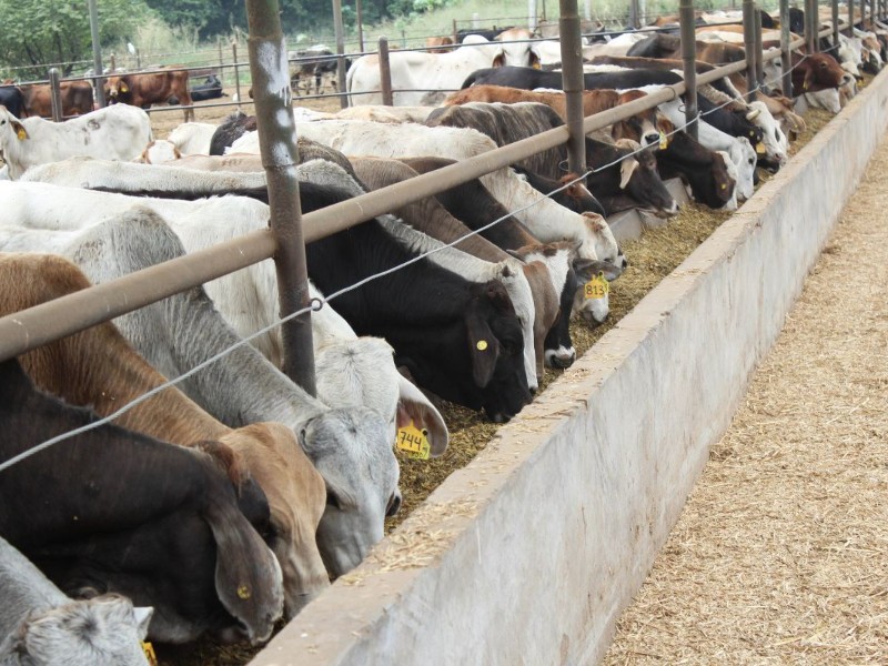 Gusano barrenador detiene exportación de ganado; México reclama