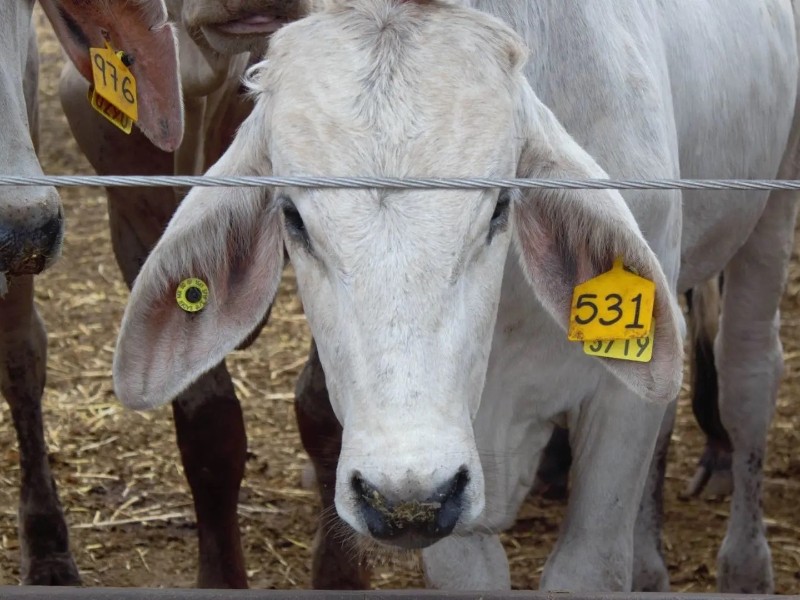 Gusano barrenador frena exportación de ganado a Estados Unidos