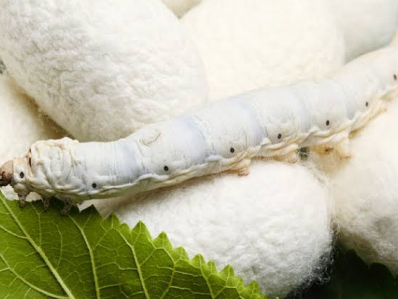 Gusanos de seda ofrecen alternativa a fibras sintéticas hilando telarañas