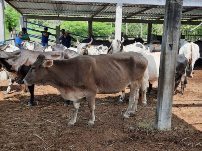 Ha faltado más apoyo al campo, señalan ganaderos en Zihuatanejo