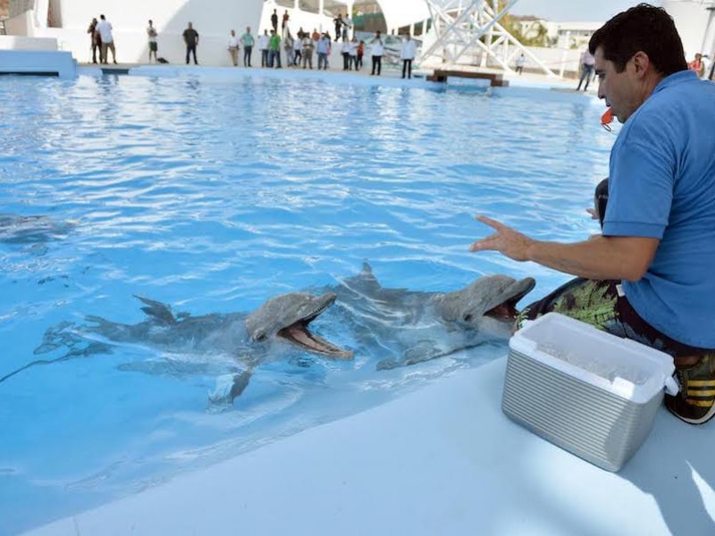 Habilitan espacio de protección a delfines en delfinario Sonora