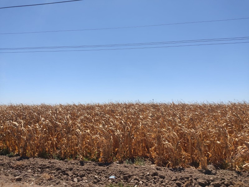 Habilitarán bodega en Los Mochis para acopiar maíz de Guasave