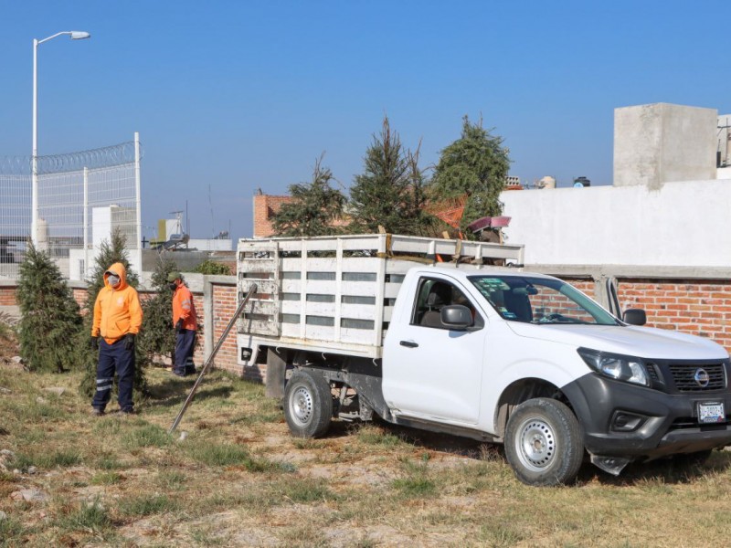 Habilitarán centros de acopio para árboles navideños