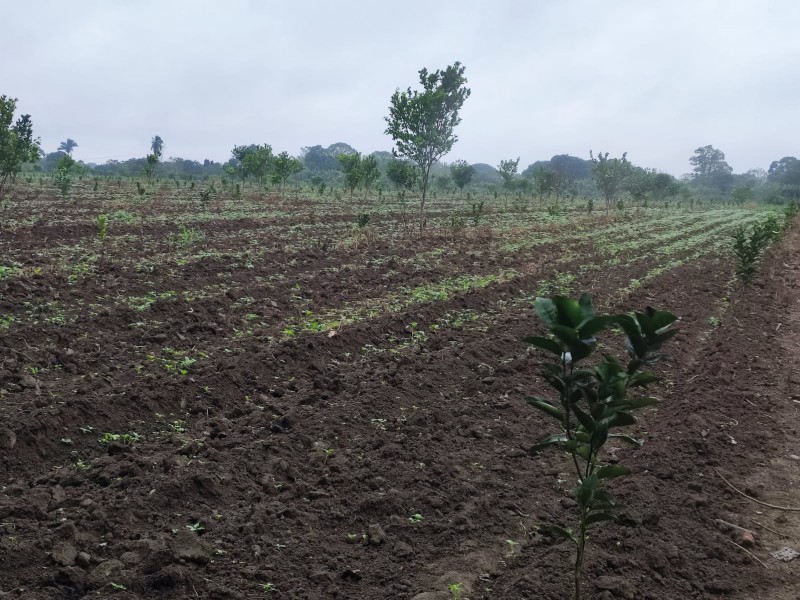 Habitantes de Higueral urgen apoyos