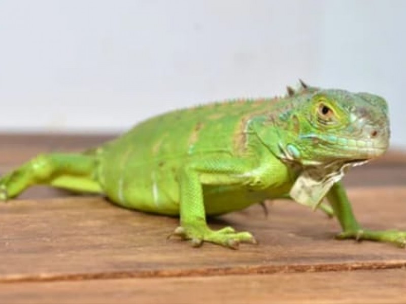 Habitantes denuncian caza excesiva de iguanas en colonia Lomas Diamante