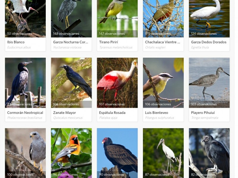 Habitantes registrán más de 400 especies aves nayarita