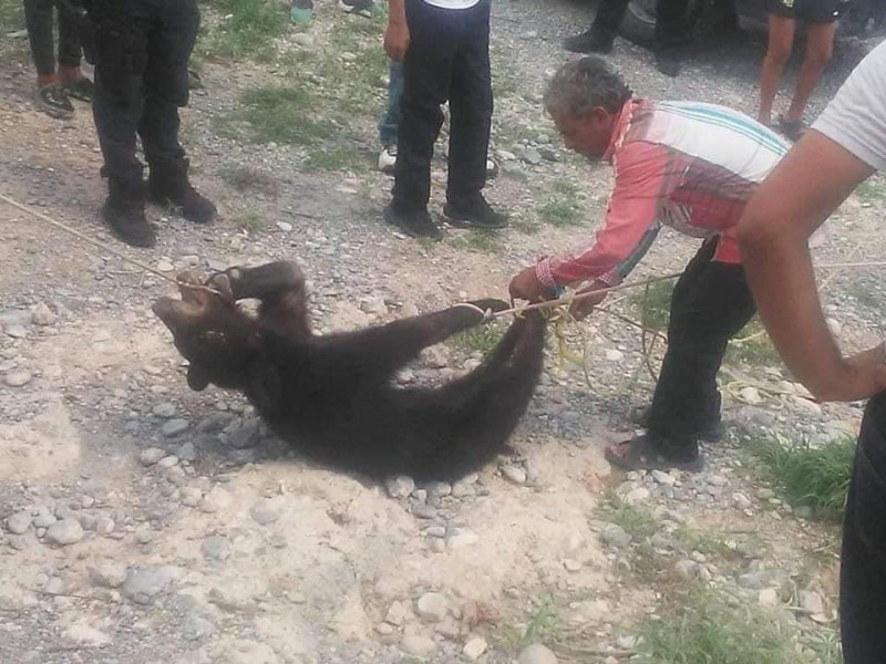 Habitantes y policías del Estado de Coahuila matan a oso