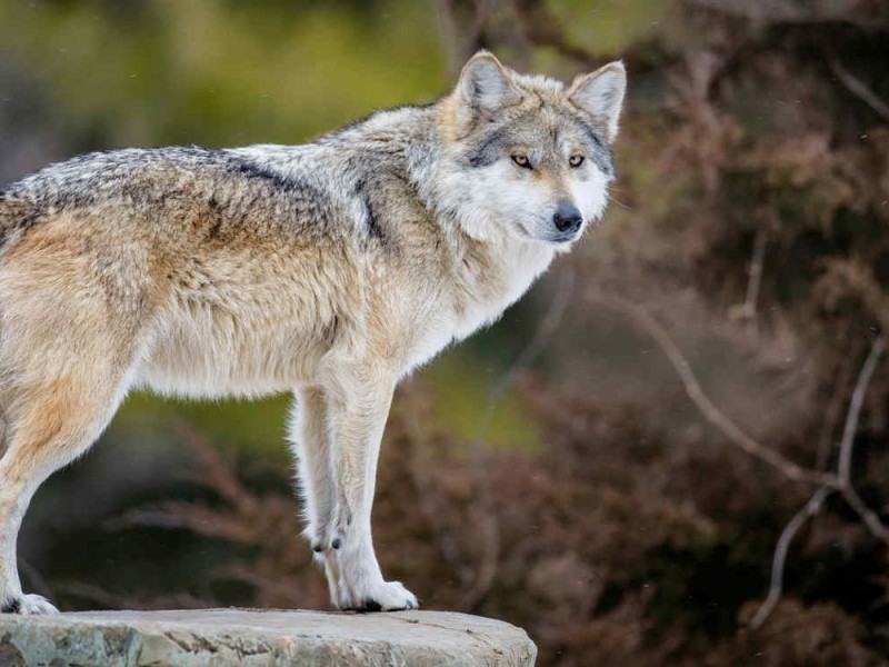 Habrá aullido de Lobo Gris mexicano para largo