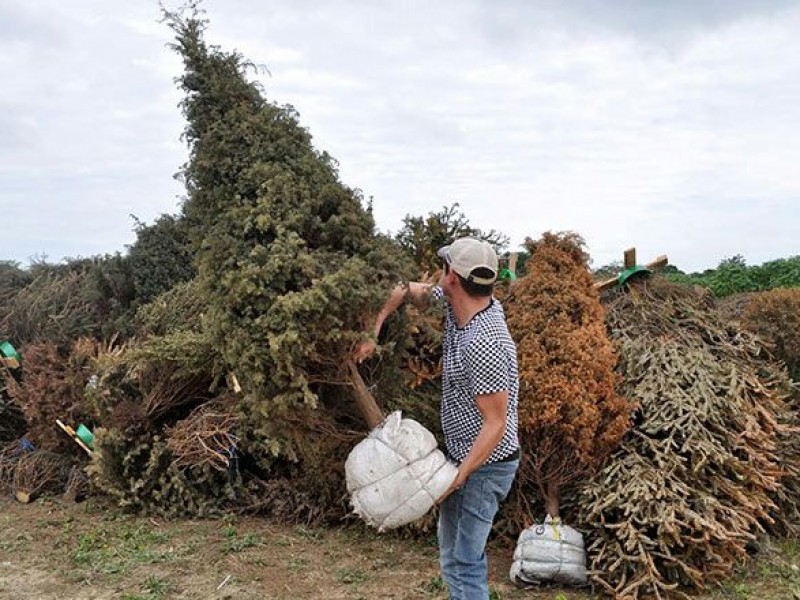 Habrá cinco puntos de acopio de árboles navideños