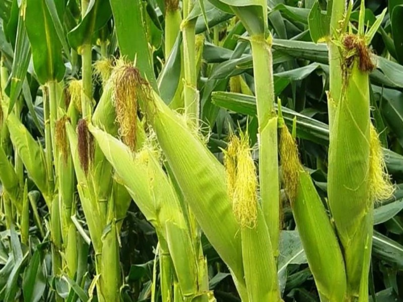 Habrá más siembra de maíz en el Valle del Yaqui
