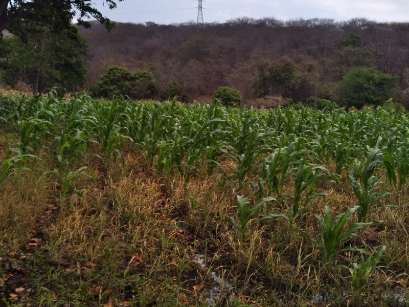 Habrá visa para jornaleros agrícolas chiapanecos