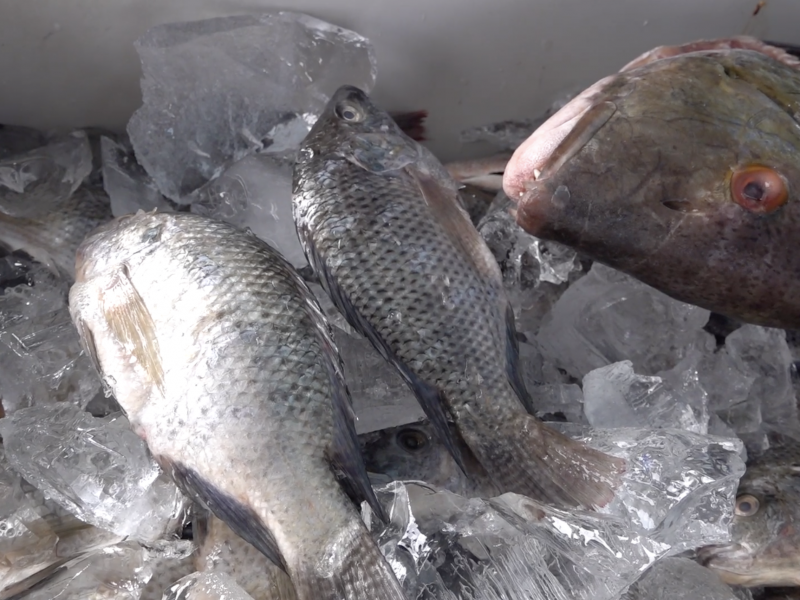 Hacen llamado para prevenir afecciones por consumo de pescado