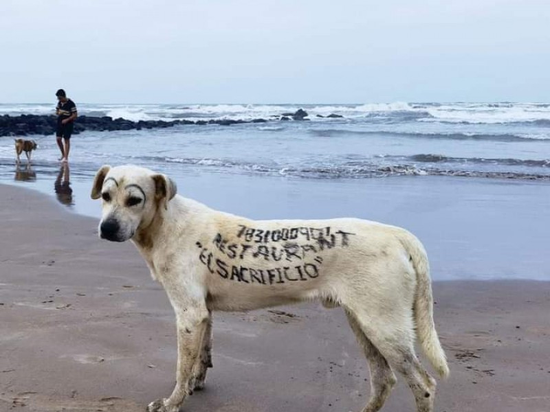 Hacen viral a perrito con leyenda publicitaria de Tuxpan