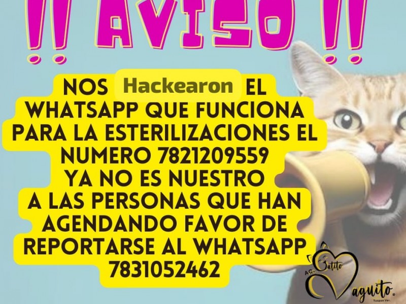 Hackean cuenta de  Gatito Vaguito