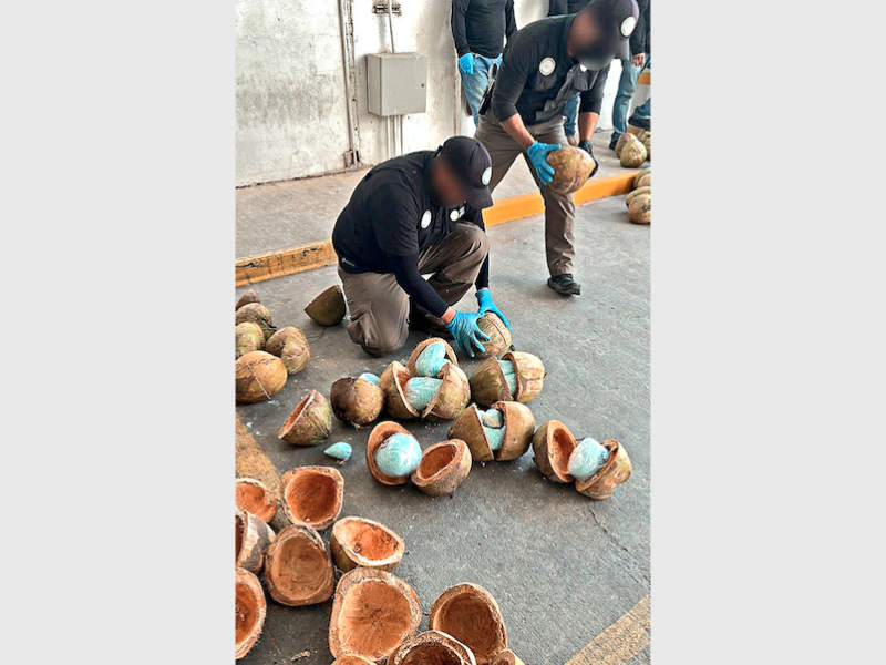 Hallan 300 kilos de fentanilo escondidos dentro de cocos
