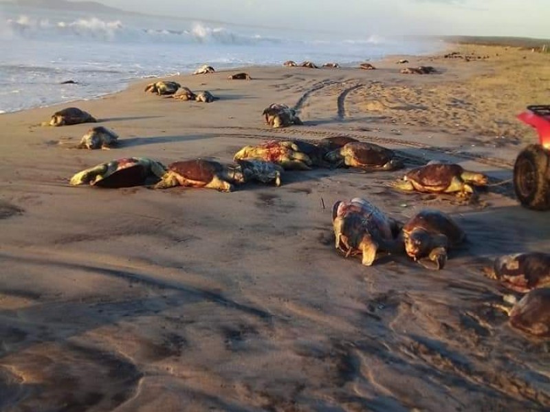 Hallan 300 tortugas muertas en costa oaxaqueña, especialistas analizan causas