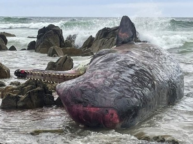 Hallan a 14 cachalotes muertos en costa de Australia