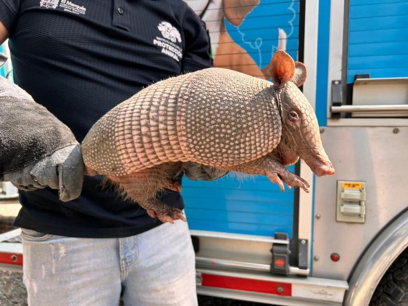 Hallan a armadillo en El Marqués; será entregado a PROFEPA