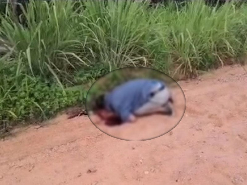 Hallan a hombre asesinado en camino rural de Sayula