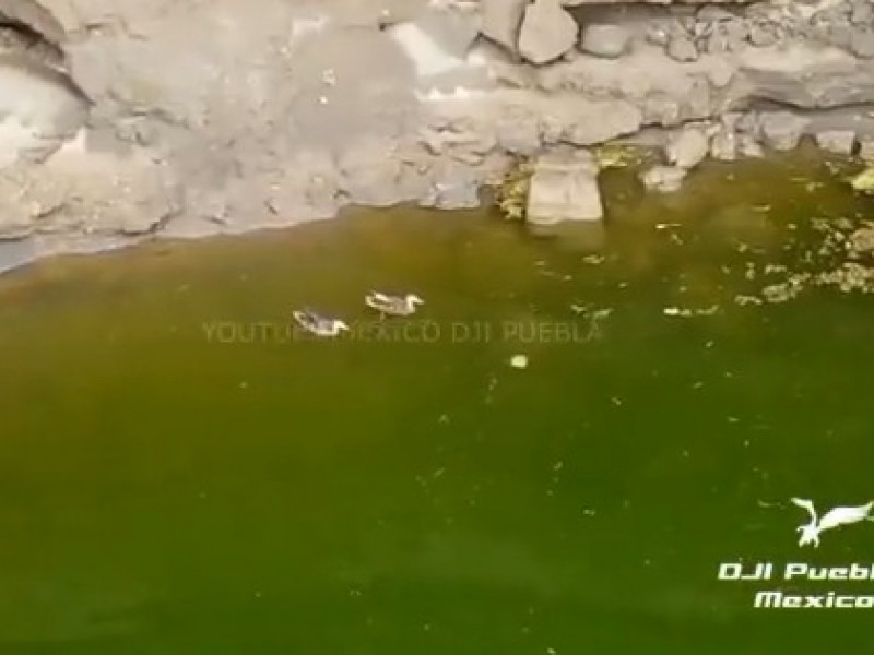 (VIDEO)Hallan a patitos nadar en socavón de Santa María Zacatepec