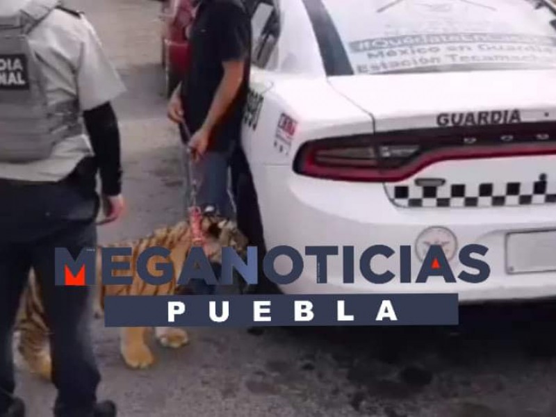 Hallan al tigre que pasearon en La Libertad