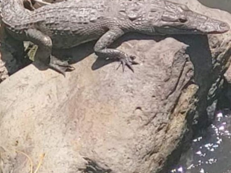 Hallan caiman en barranca del municipio de Teziutlán