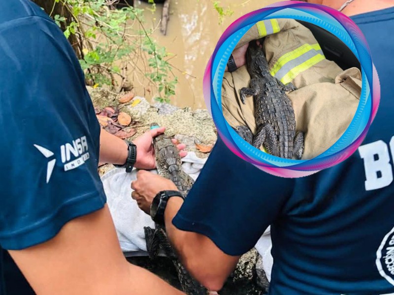Hallan cocodrilo en casa en Bahía de Banderas, fue reubicado