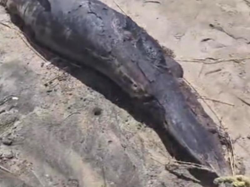 Hallan delfín muerto en playa Blanca de Zihuatanejo