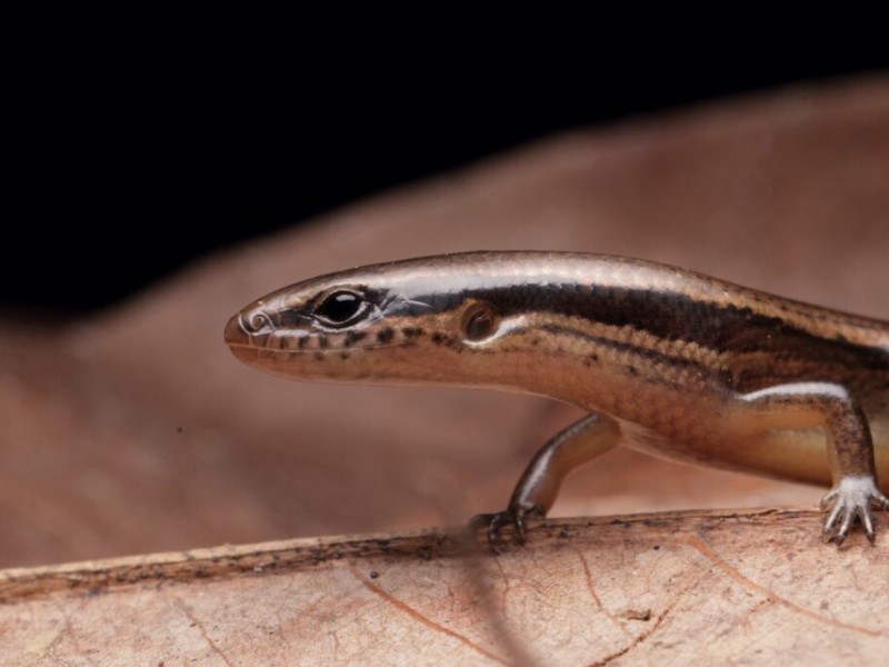 Hallan en México nueva especie de lagartija endémica