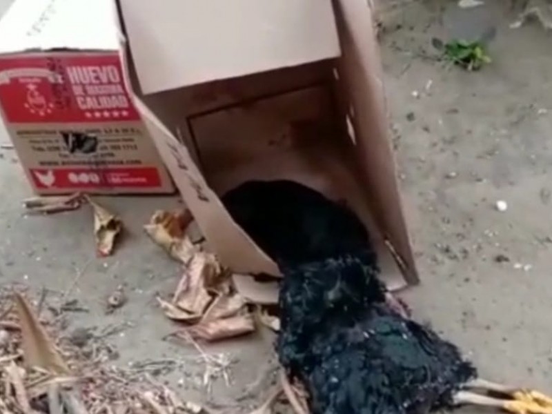 Hallan gallinas y un chivo degollado en panteón de Veracruz