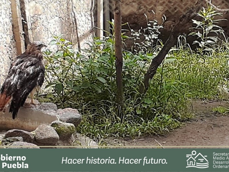 Hallan  halcón de cola roja en cerro de Amozoc