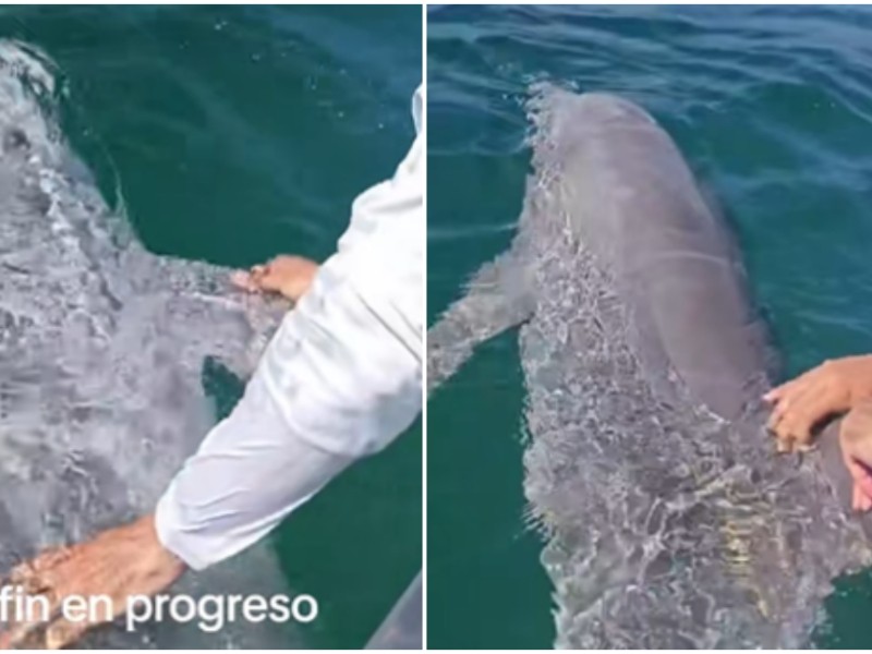 Hallan muerto a delfín cerca de Progreso, Yucatán