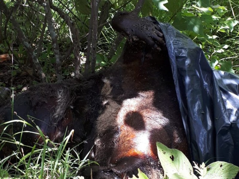 Hallan muerto a presunto oso negro en Chilpancingo