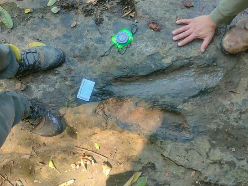 Hallan más de 50 huellas de dinosaurios en Apatzingán