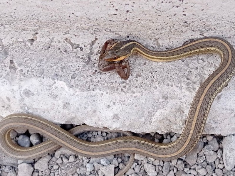 Hallan nueva especie de serpiente acuática en Michoacán