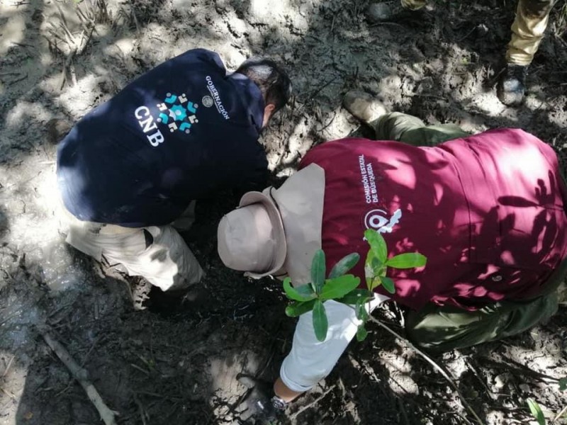 Hallan nuevas fosas con restos humanos en Alvarado