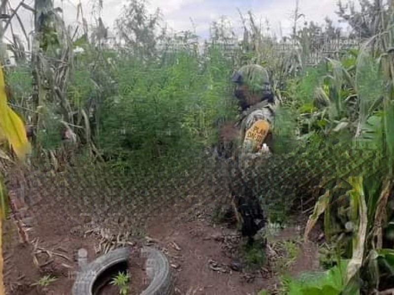 Hallan plantios de marihuana en Acajete