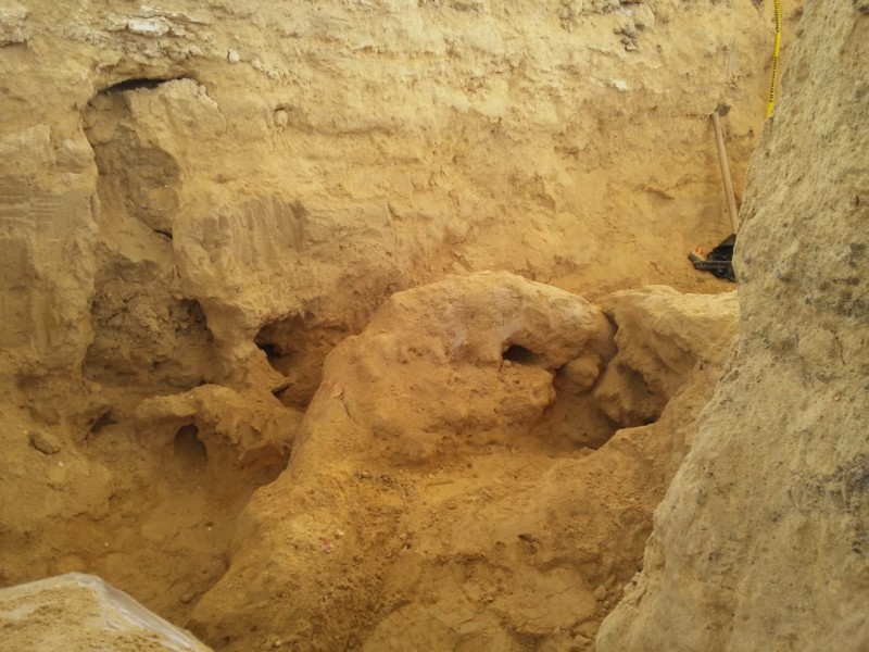 Hallan restos de mamut en Los Reyes de Juárez