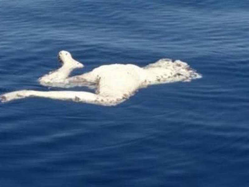 Hallan sin vida a segundo turista desaparecido en playa Zicatela