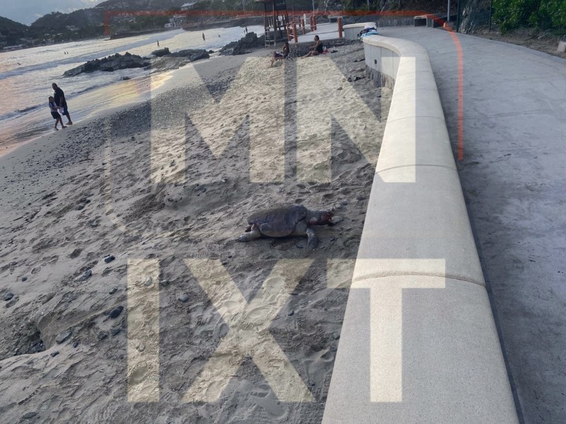 Hallan tortuga muerta en Playa La Madera