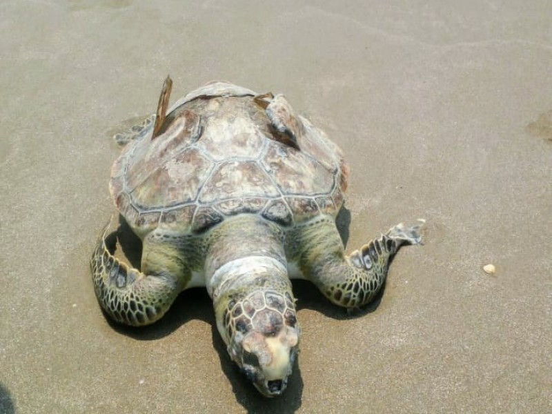 Hallan tortuga muerta en playas de Tuxpan