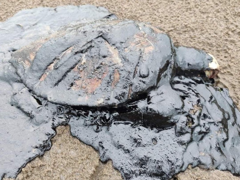 Hallan tortuga muerta y llena de chapopote en Coatzacoalcos